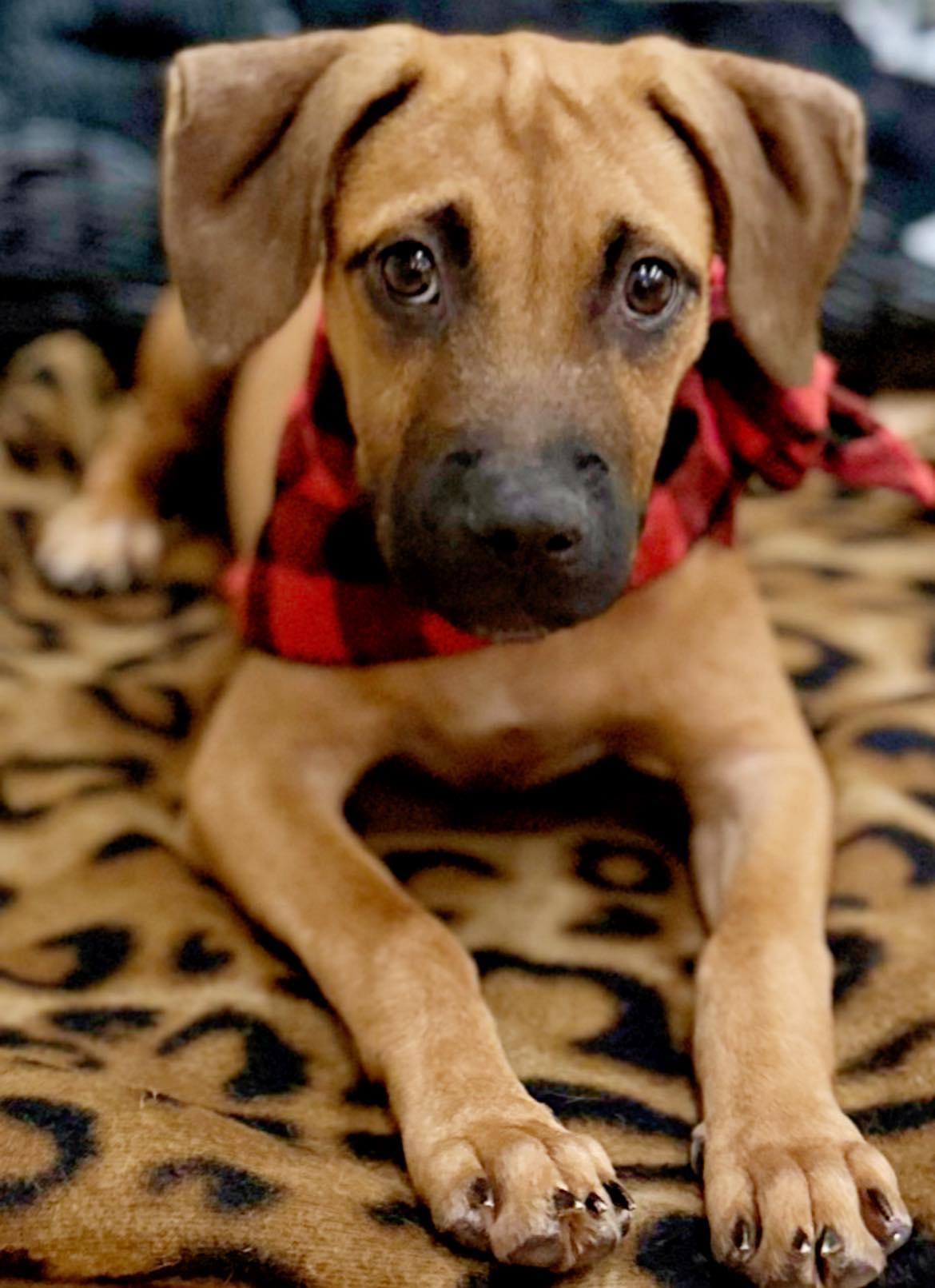 Enlarge Harry, a Adopted mixed breed in Centereach, NY image 6/6