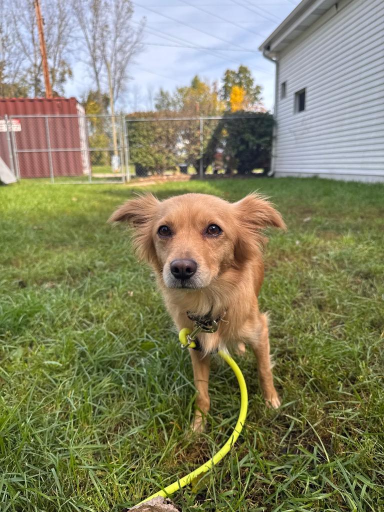 Bo Peep, Adopted, Young Female Chihuahua & Dachshund.