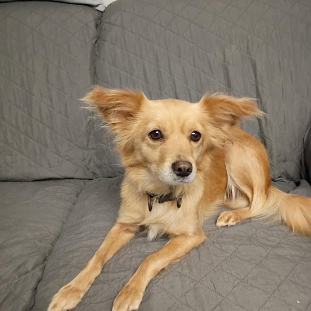 Enlarge Bo Peep, a Adopted mixed breed in Muskegon, MI image 2/2