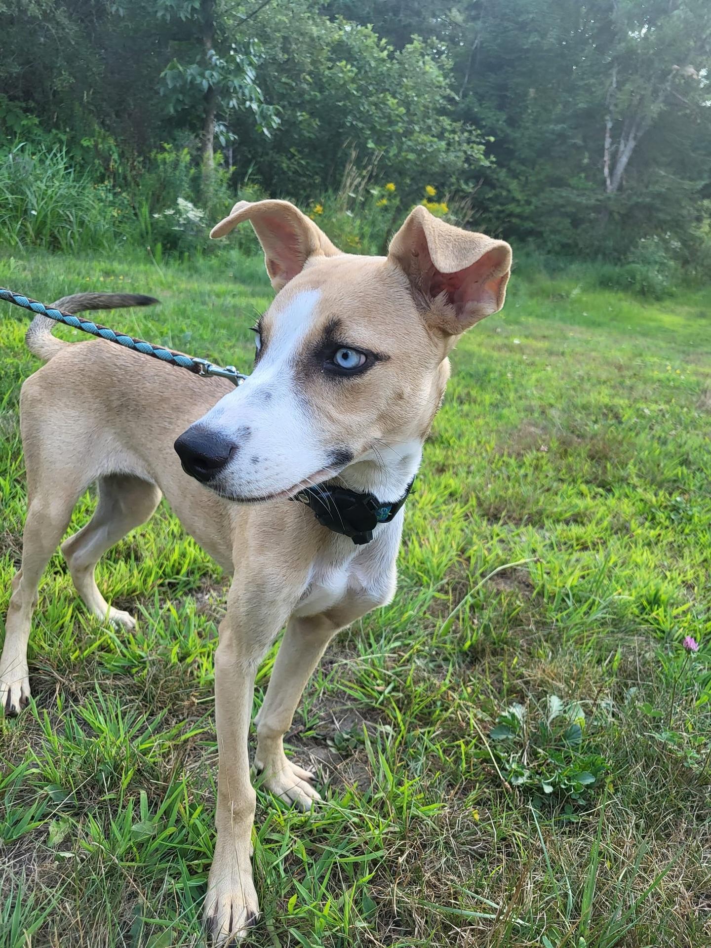 Yuma (I'm a girl), ADOPTABLE, Young Female Greyhound & Siberian Husky.