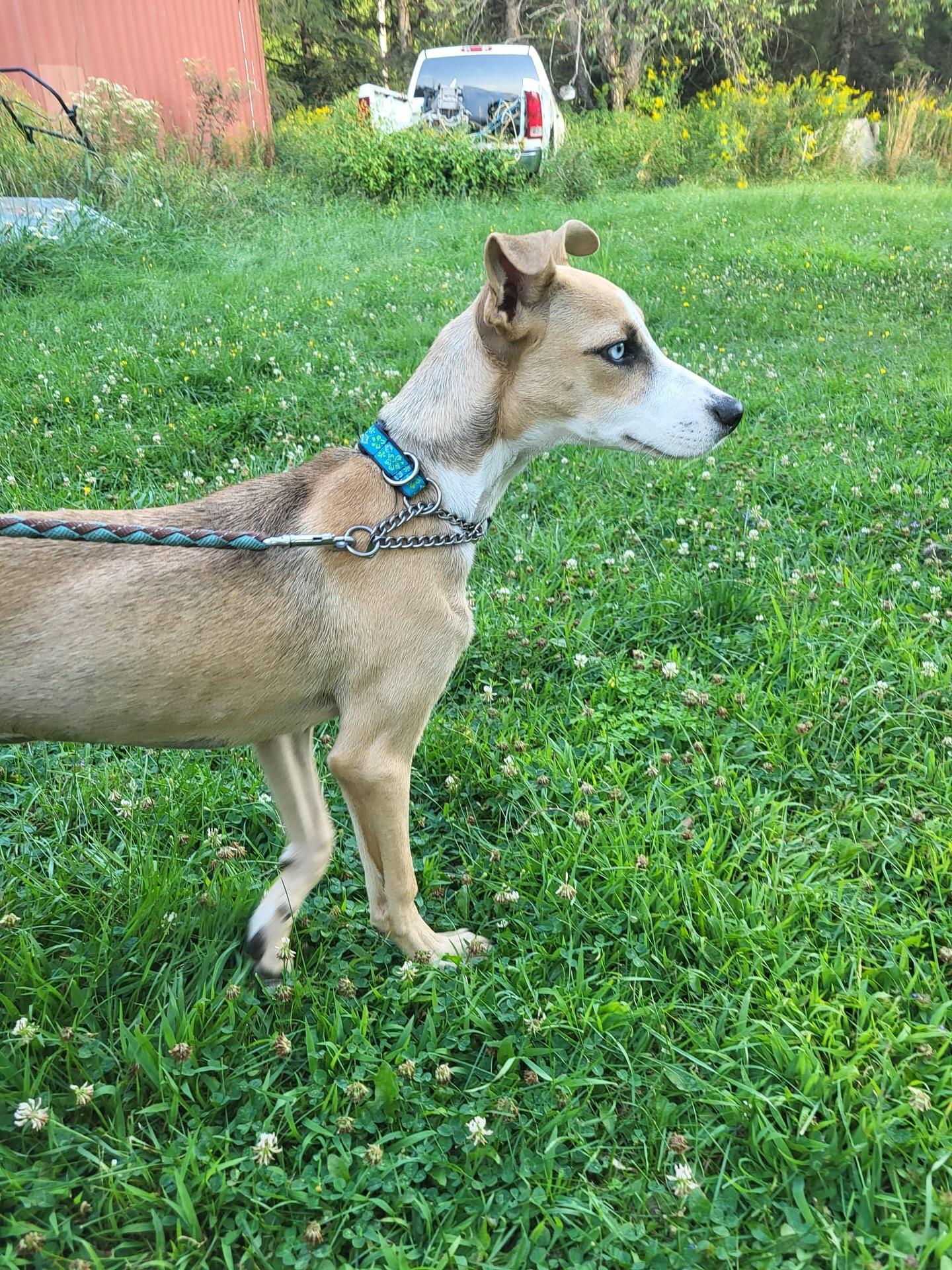 Yuma (I'm a girl), a ADOPTABLE mixed breed in Newmarket, ON image 3/4