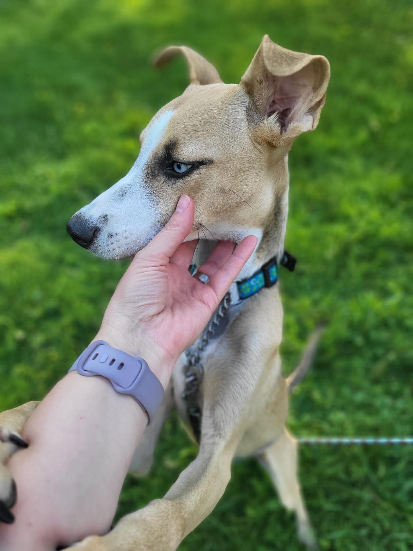 Yuma (I'm a girl), a ADOPTABLE mixed breed in Newmarket, ON image 4/4