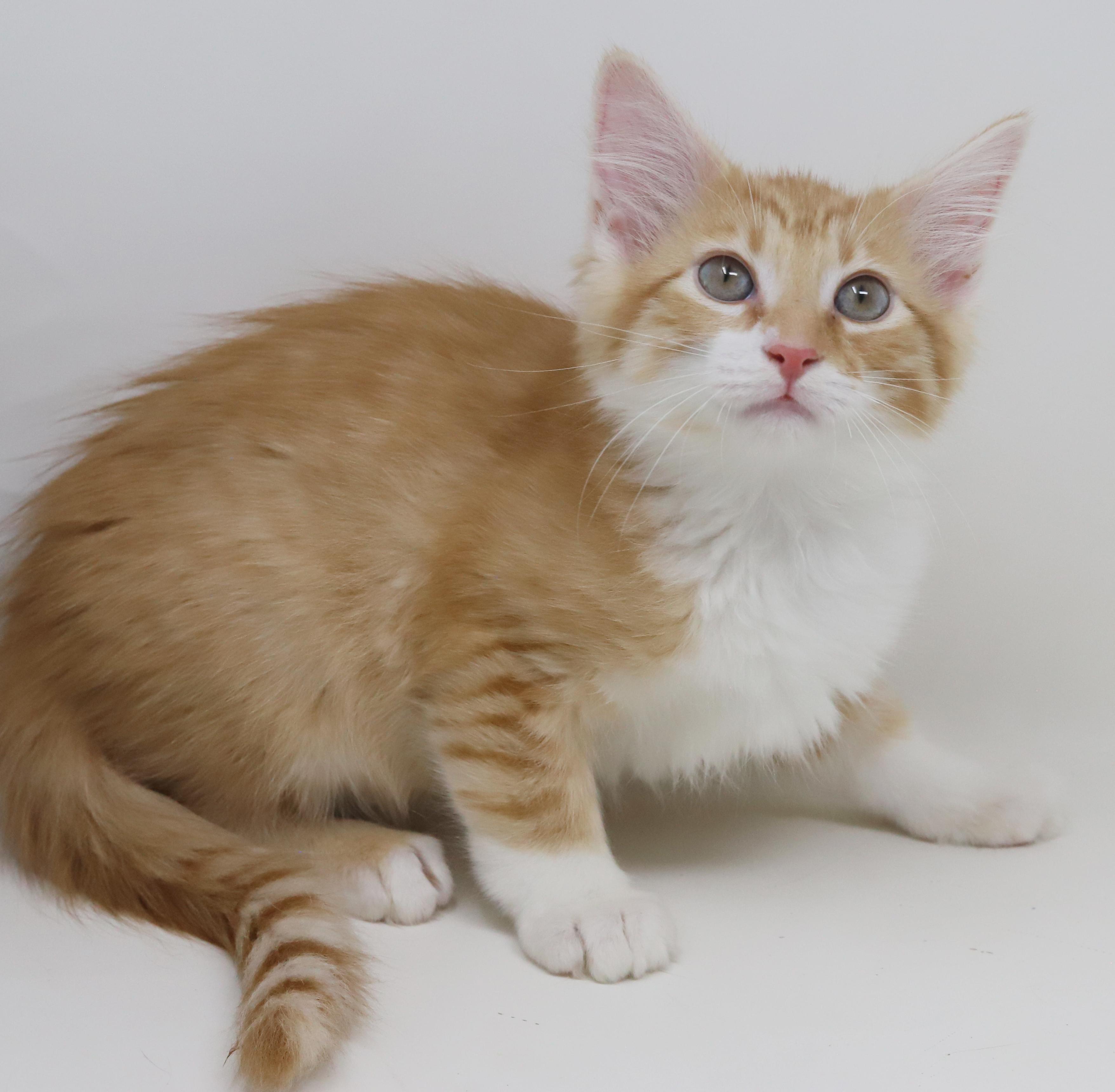 Mason is a floofy mushy cuddlebug! photo 2