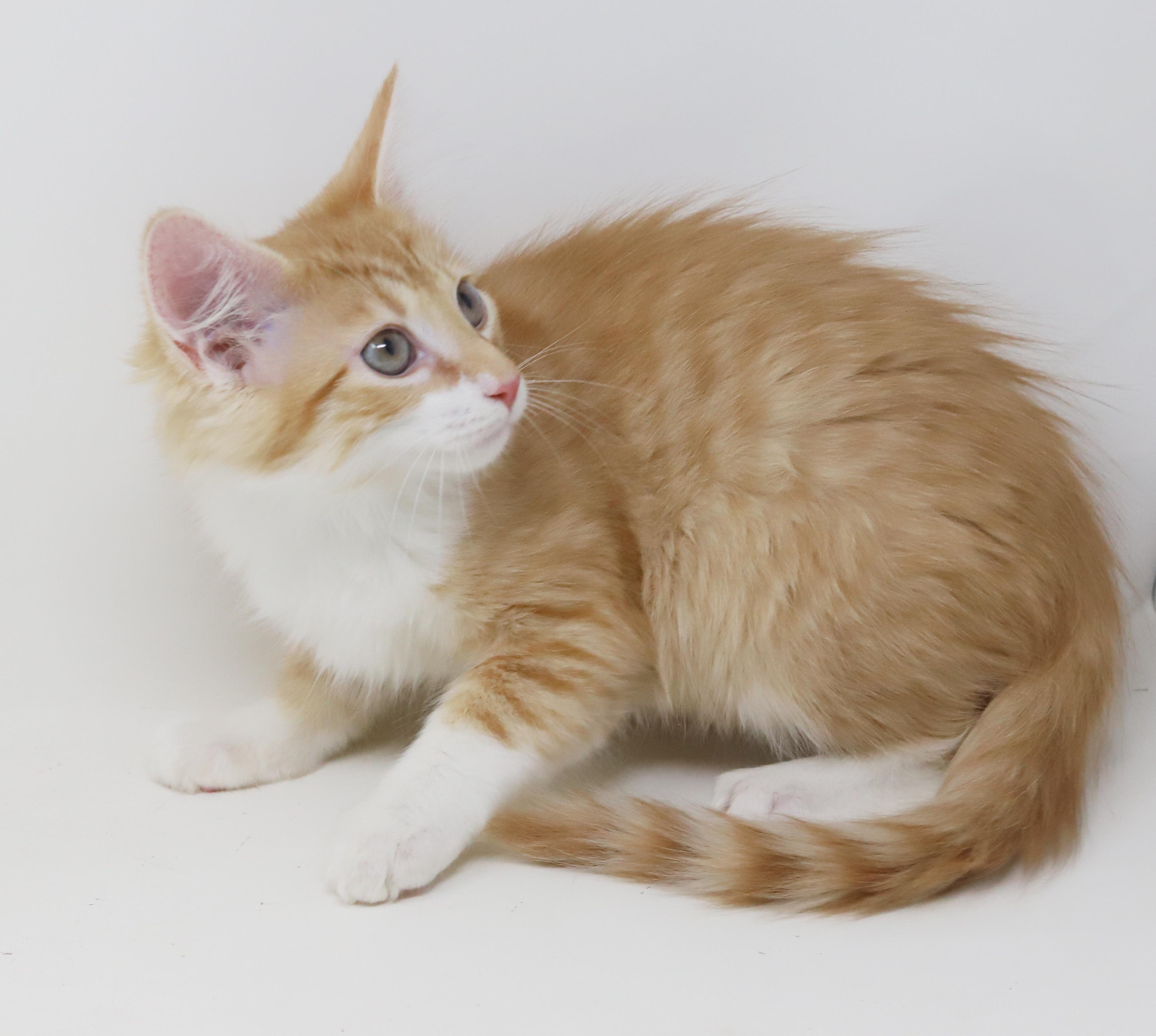 Mason is a floofy mushy cuddlebug! photo 3