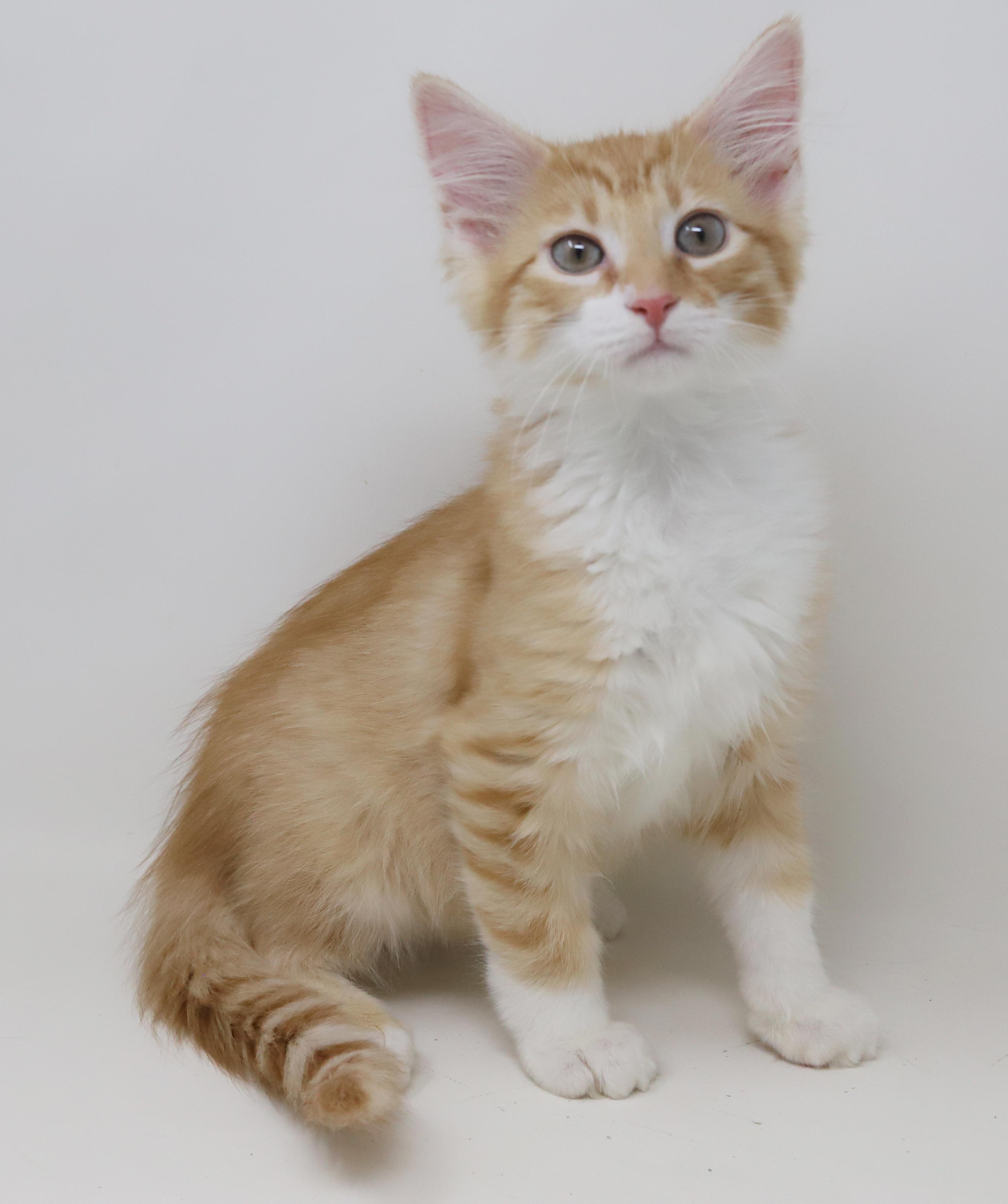 Mason is a floofy mushy cuddlebug! photo 4