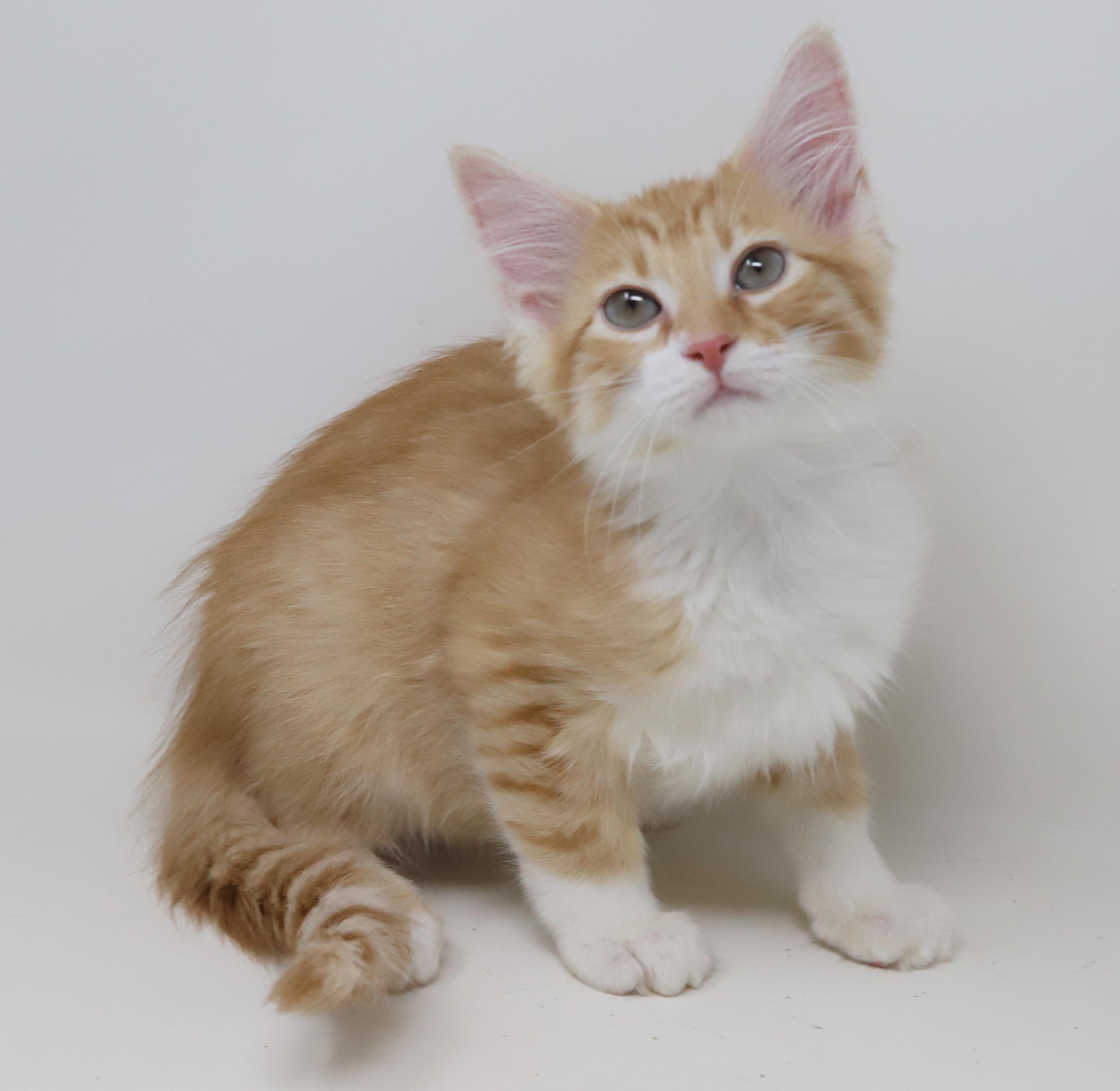 Mason is a floofy mushy cuddlebug!, Baby Male Maine Coon