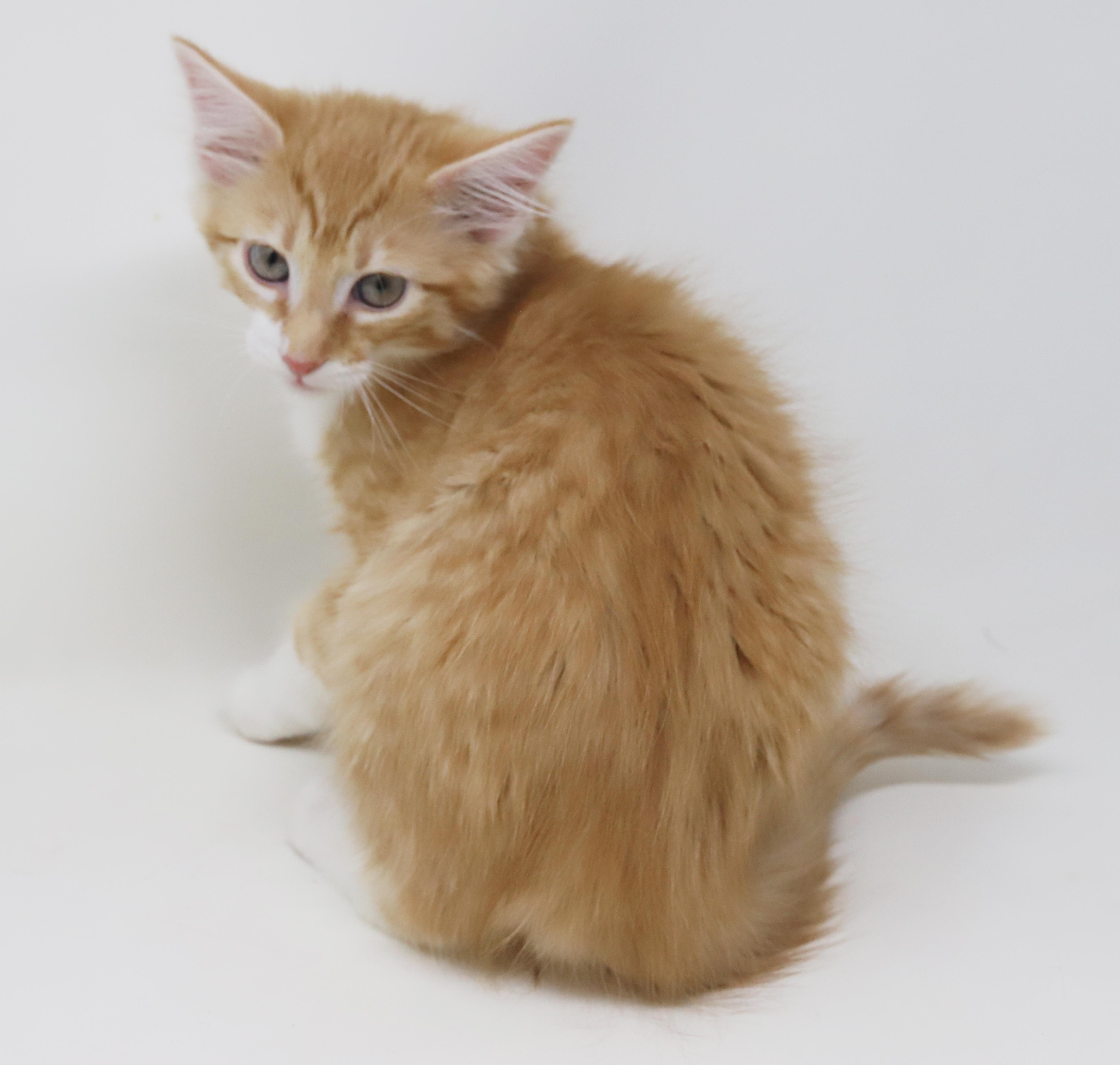 Mason is a floofy mushy cuddlebug! photo 6