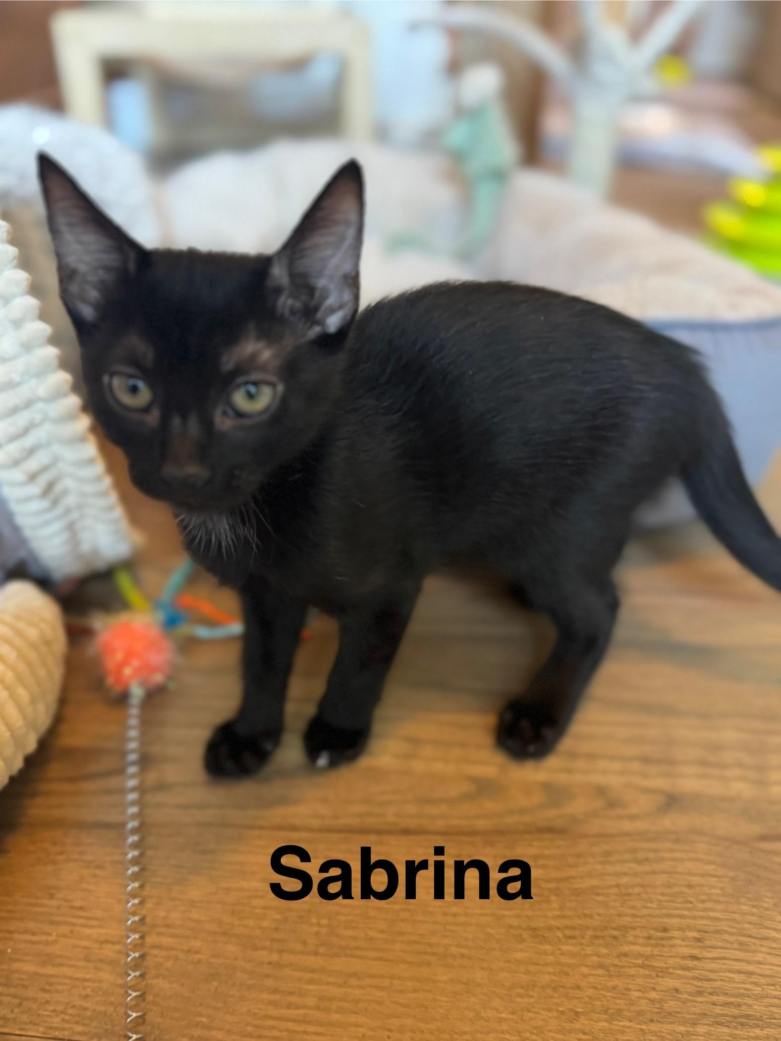 Enlarge Sabrina, a Adopted Domestic Short Hair in Mount Pleasant, SC image 3/3