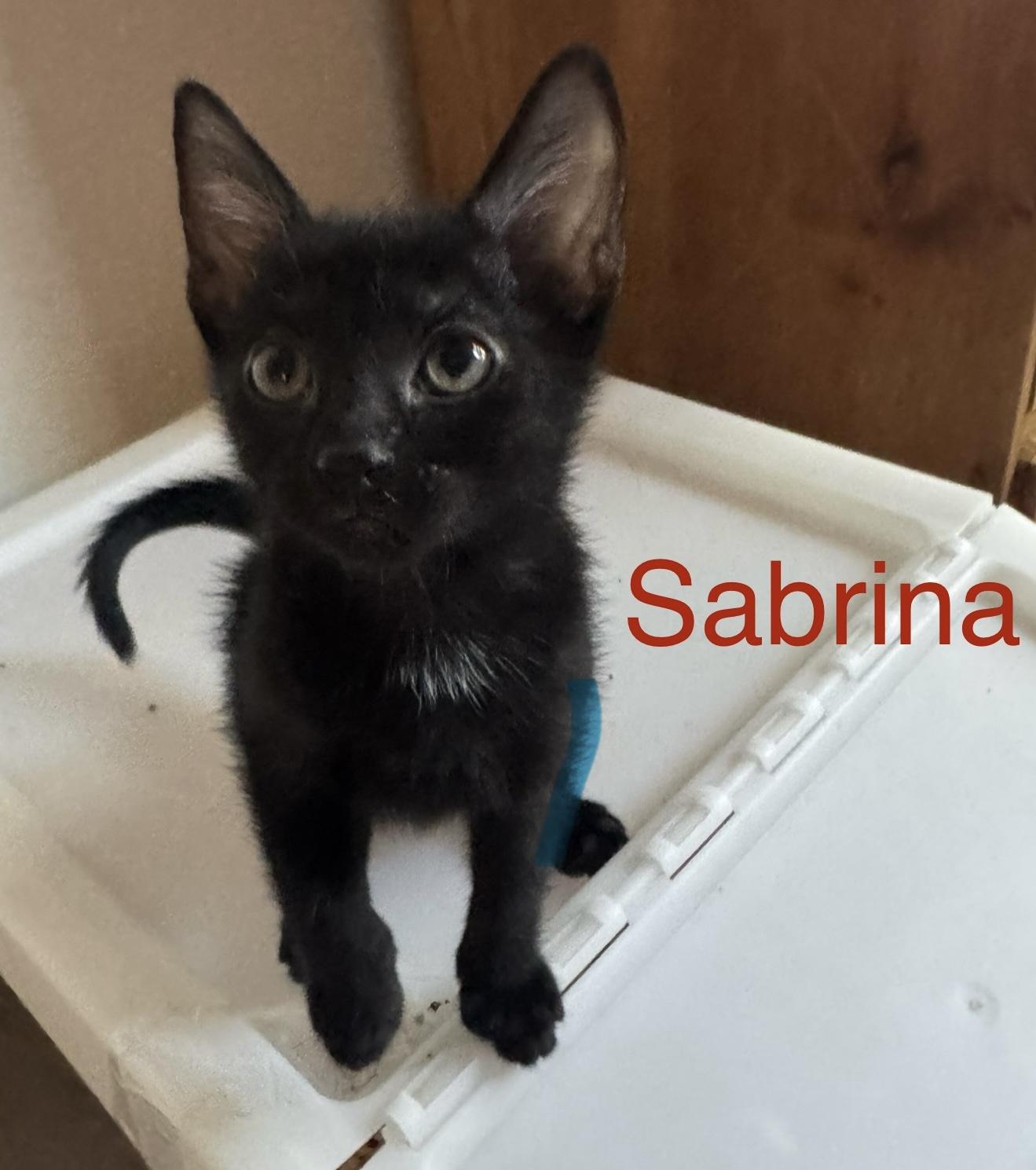 Enlarge Sabrina, a Adopted Domestic Short Hair in Mount Pleasant, SC image 1/3