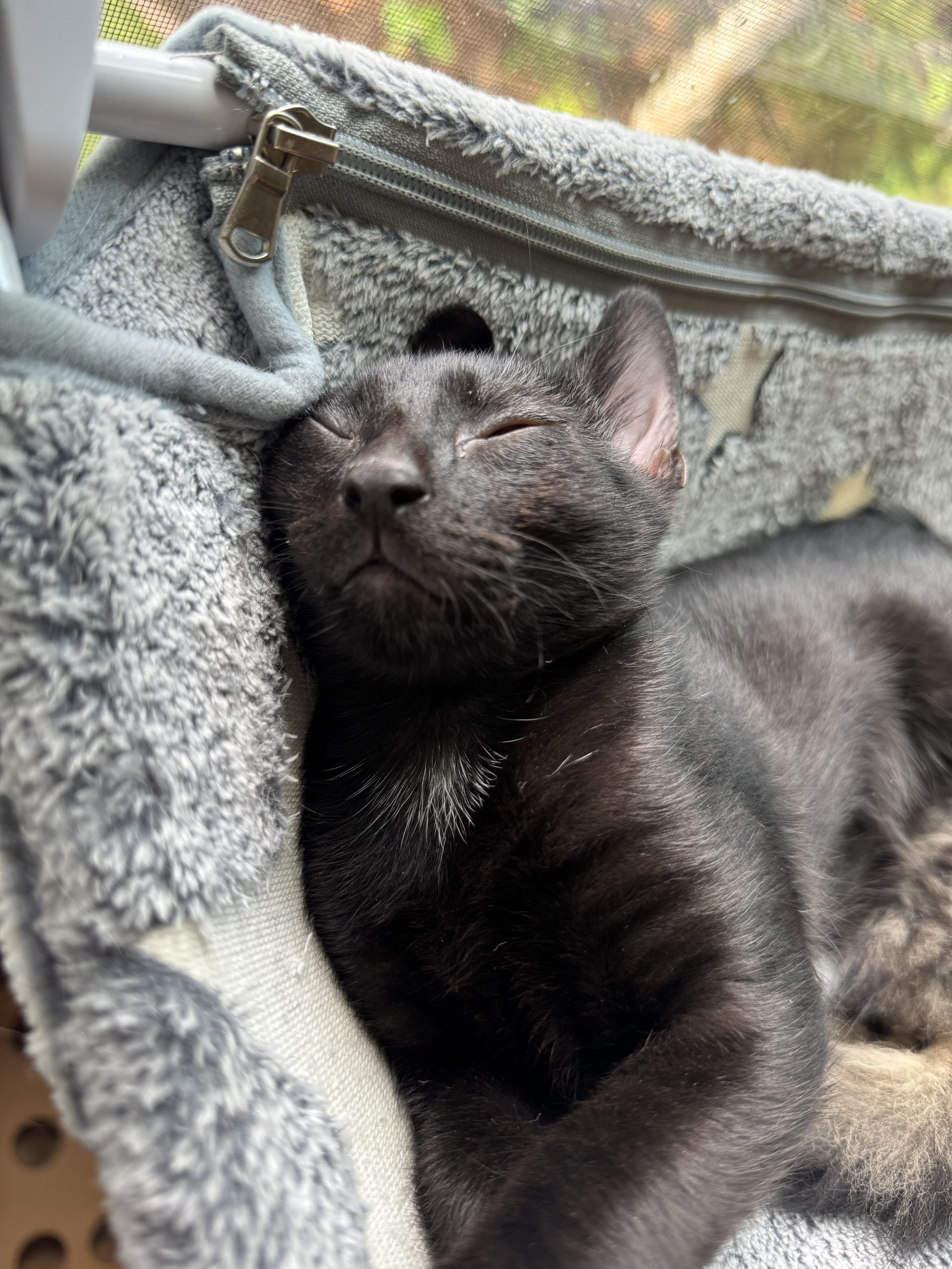 Enlarge Sabrina, a Adopted Domestic Short Hair in Mount Pleasant, SC image 2/3