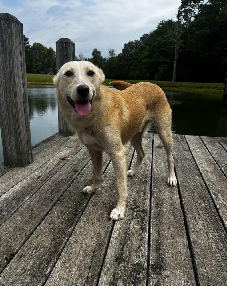 Flash, a Adoptable mixed breed in Boston, MA image 1/6