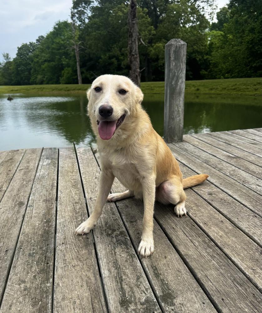 Flash, a Adoptable mixed breed in Boston, MA image 2/6