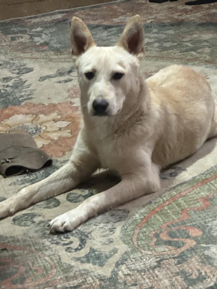 Flash, a Adoptable mixed breed in Boston, MA image 3/6