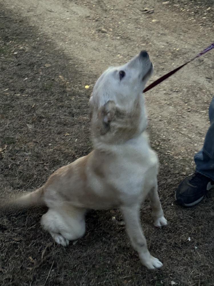 Flash, a Adoptable mixed breed in Boston, MA image 5/6