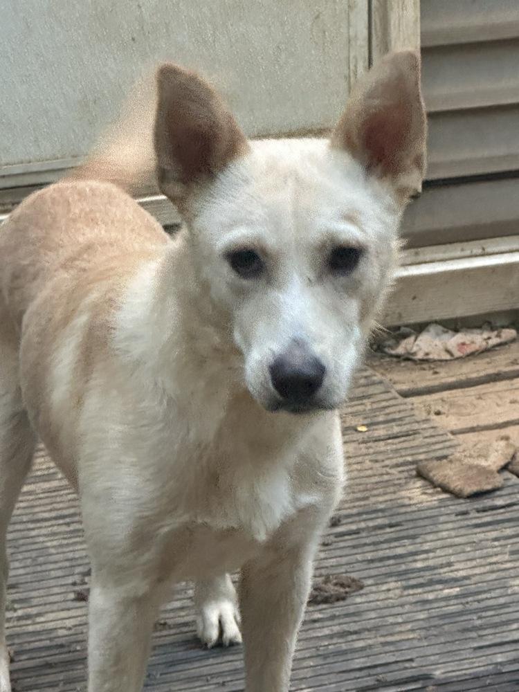 Flash, a Adoptable mixed breed in Boston, MA image 6/6