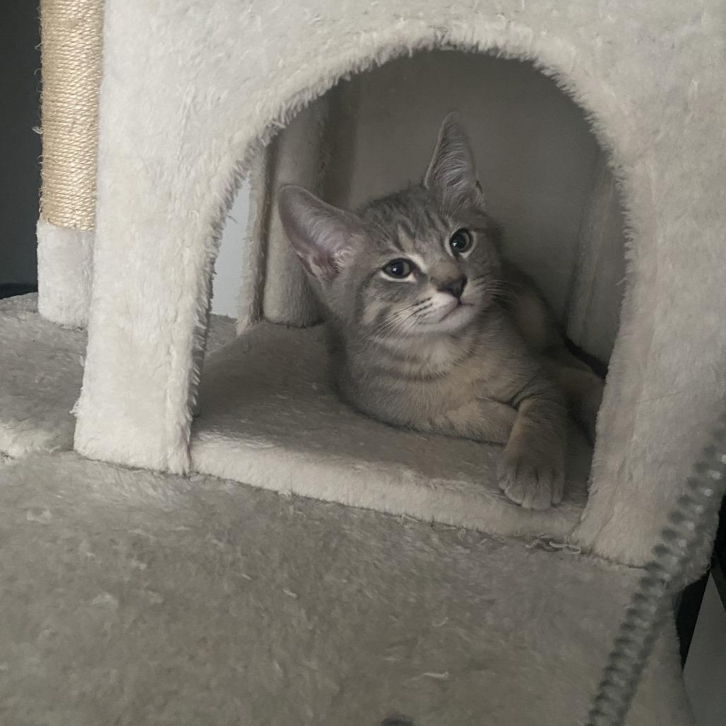 Sheldon, Adoptable, Kitten Male Domestic Short Hair.