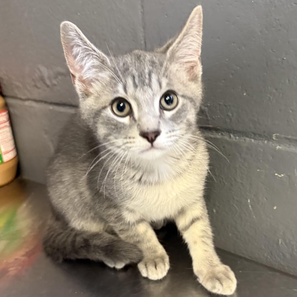 Enlarge Sheldon, a Adoptable Domestic Short Hair in Pasadena , MD image 2/2