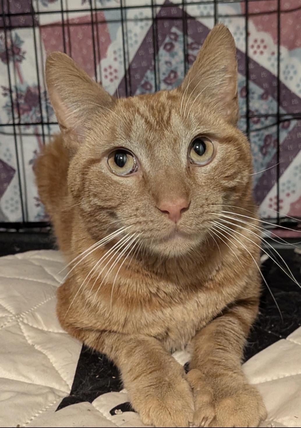 Rusty ( Sweet & friendly), a ADOPTABLE Domestic Short Hair in Staten Island, NY image 2/4