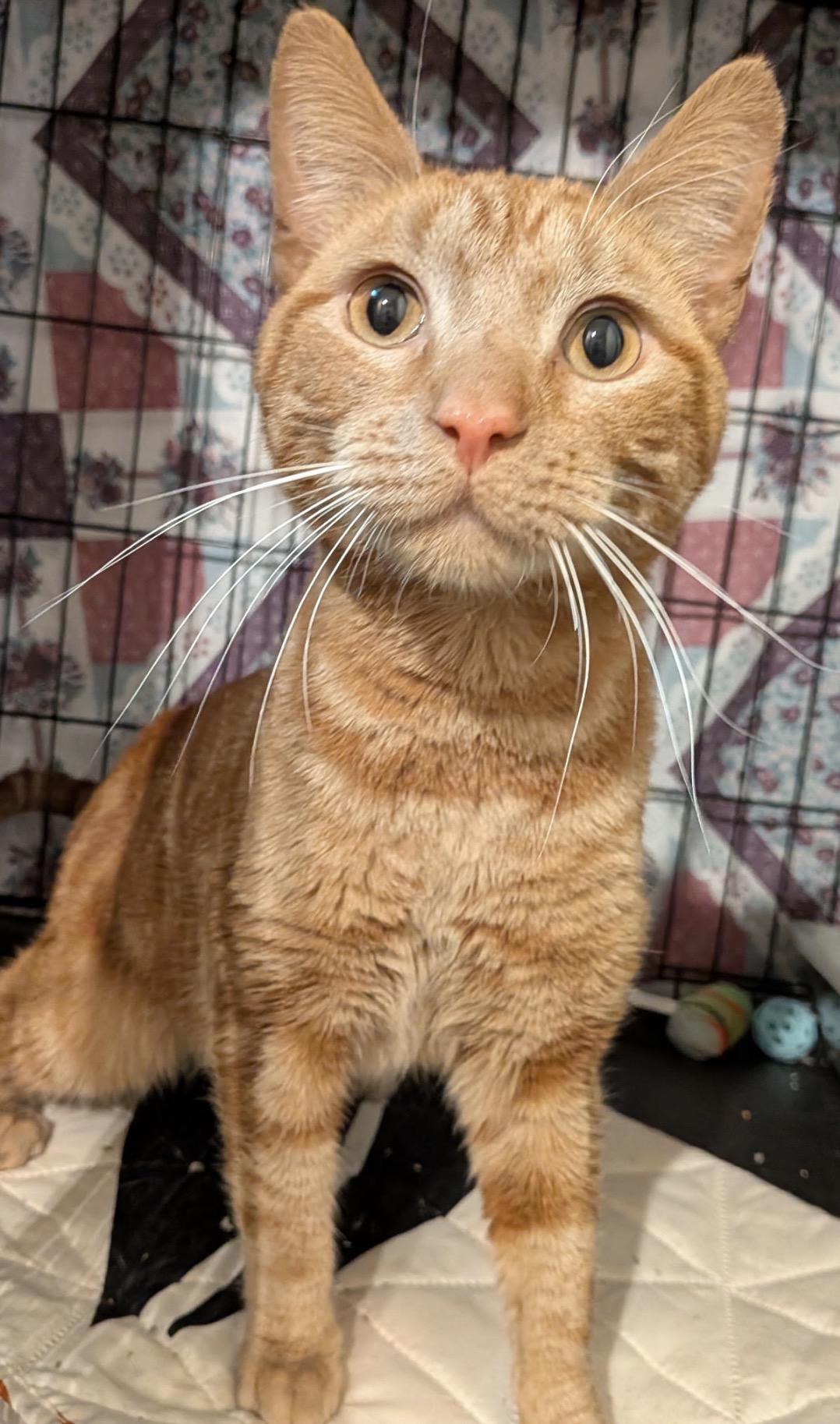 Rusty ( Sweet & friendly), a ADOPTABLE Domestic Short Hair in Staten Island, NY image 3/4