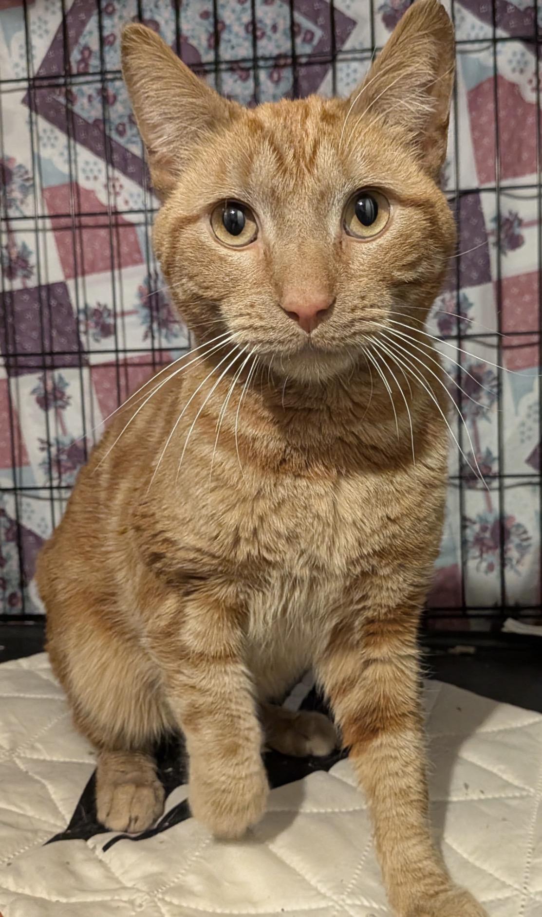 Rusty ( Sweet & friendly), ADOPTABLE, Young Male Domestic Short Hair.