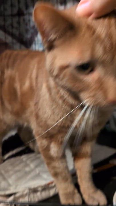 Enlarge Rusty ( Sweet & friendly), a ADOPTABLE Domestic Short Hair in Staten Island, NY video 4/4