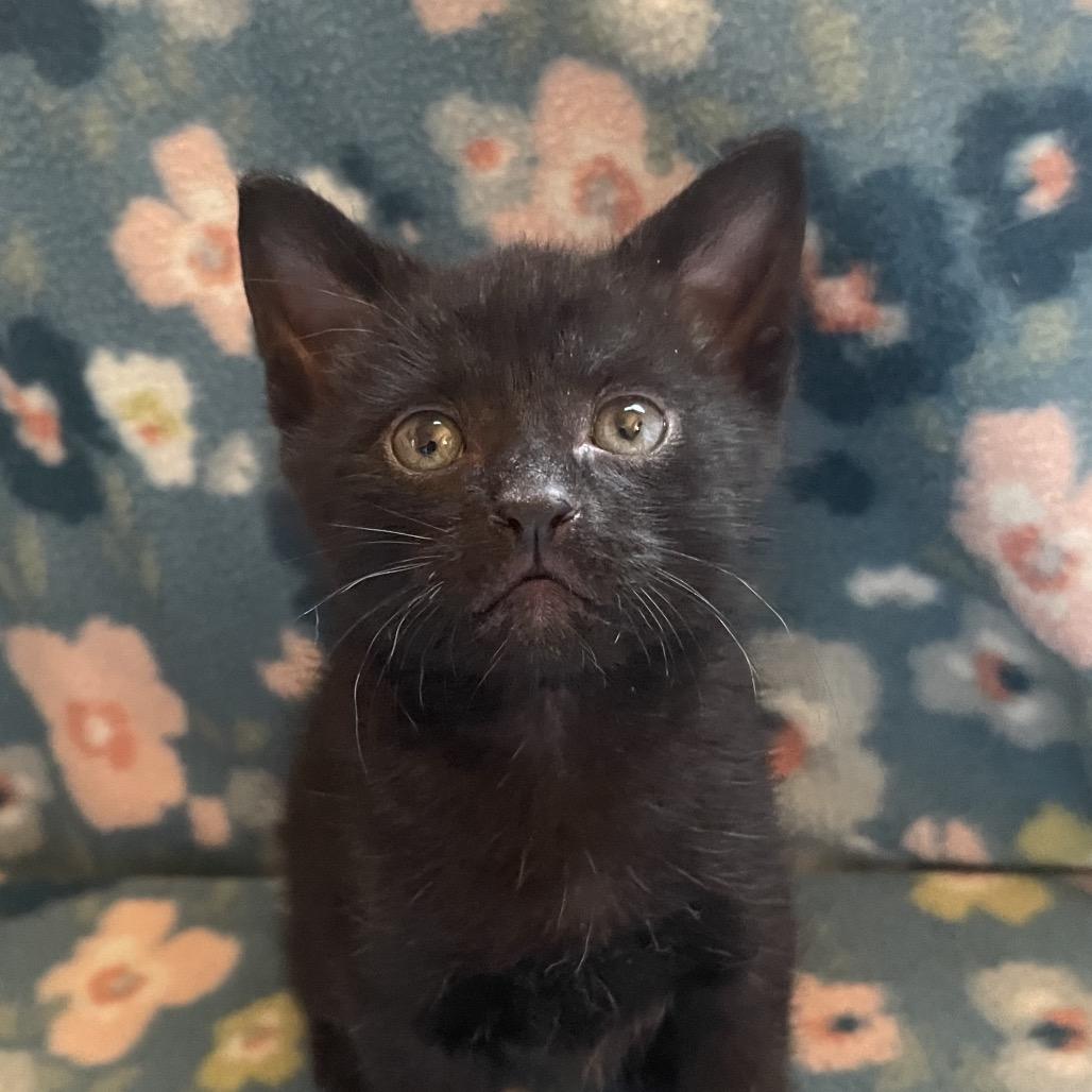 Gong, Adoptable, Kitten Male Domestic Short Hair.