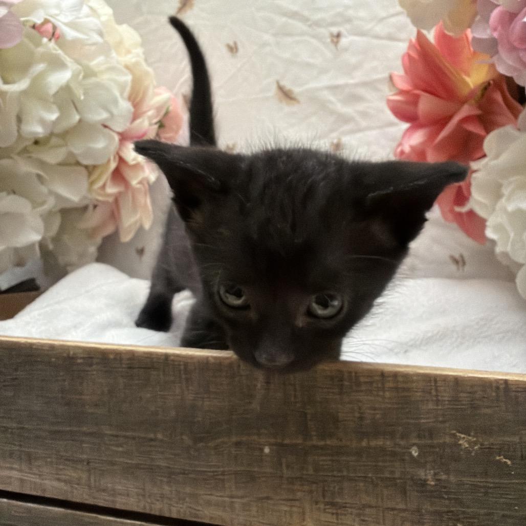 Gong, a Adoptable Domestic Short Hair in Newberg, OR image 3/4