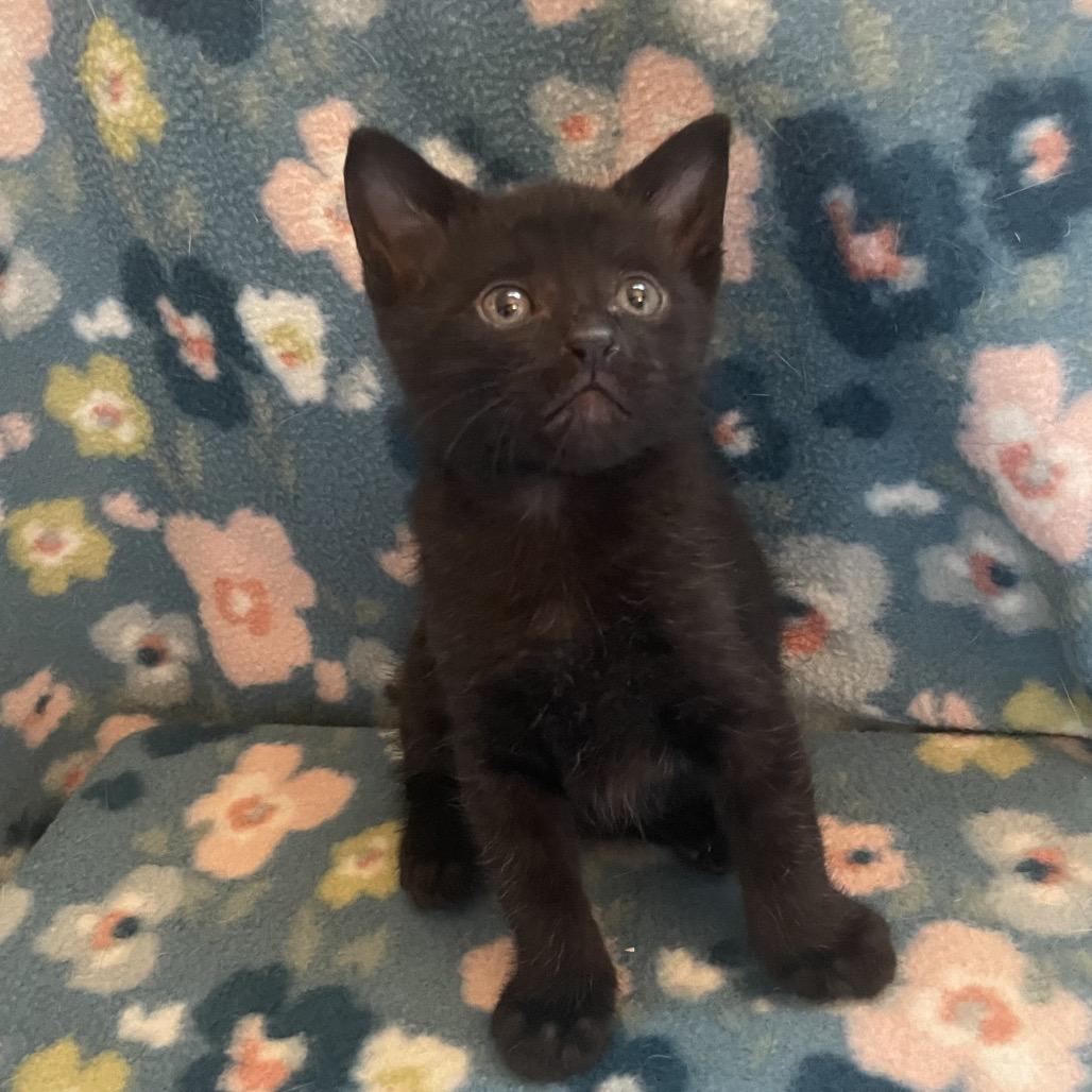 Gong, a Adoptable Domestic Short Hair in Newberg, OR image 4/4