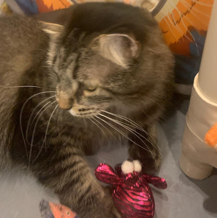 Toki Wartooth, Adoptable, Adult Male Domestic Long Hair.