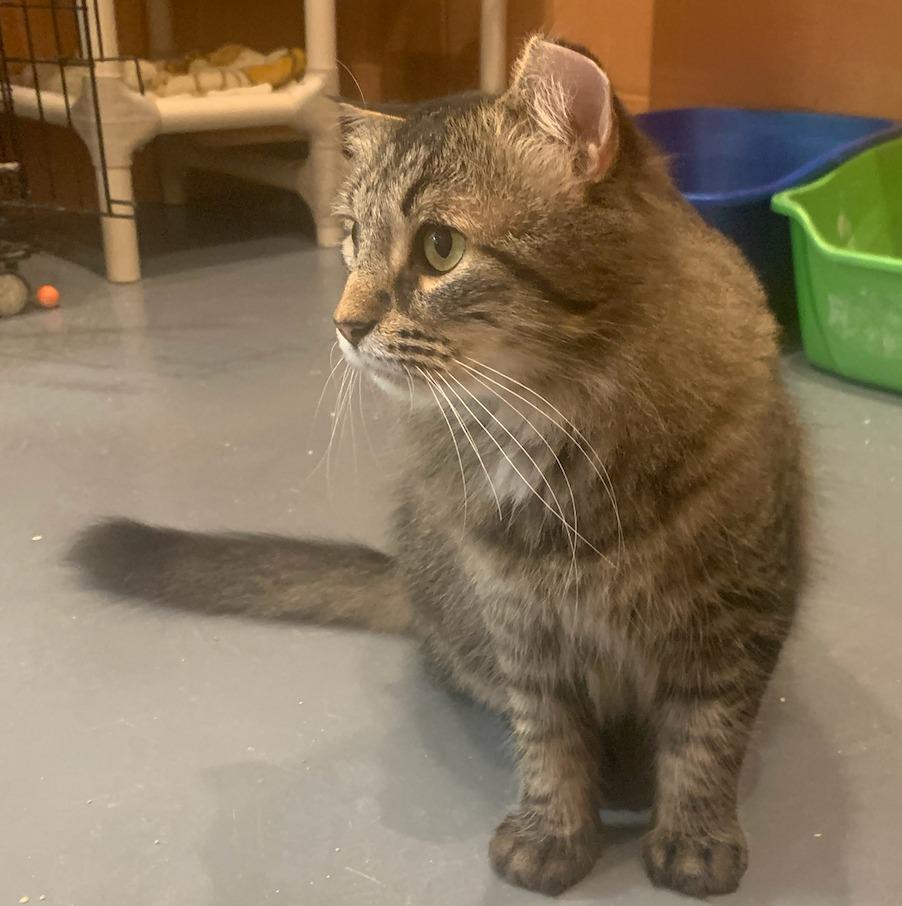 Enlarge Toki Wartooth, a Adoptable mixed breed in South Bend, IN image 2/6