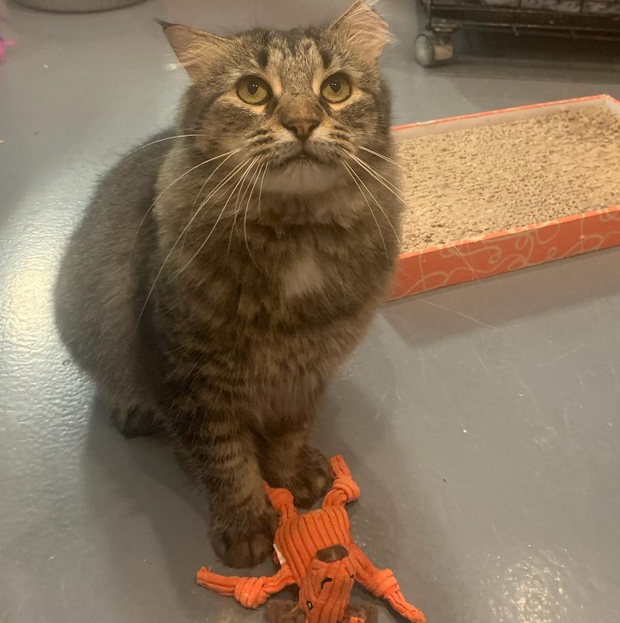 Toki Wartooth, Adoptable, Adult Male Domestic Long Hair.