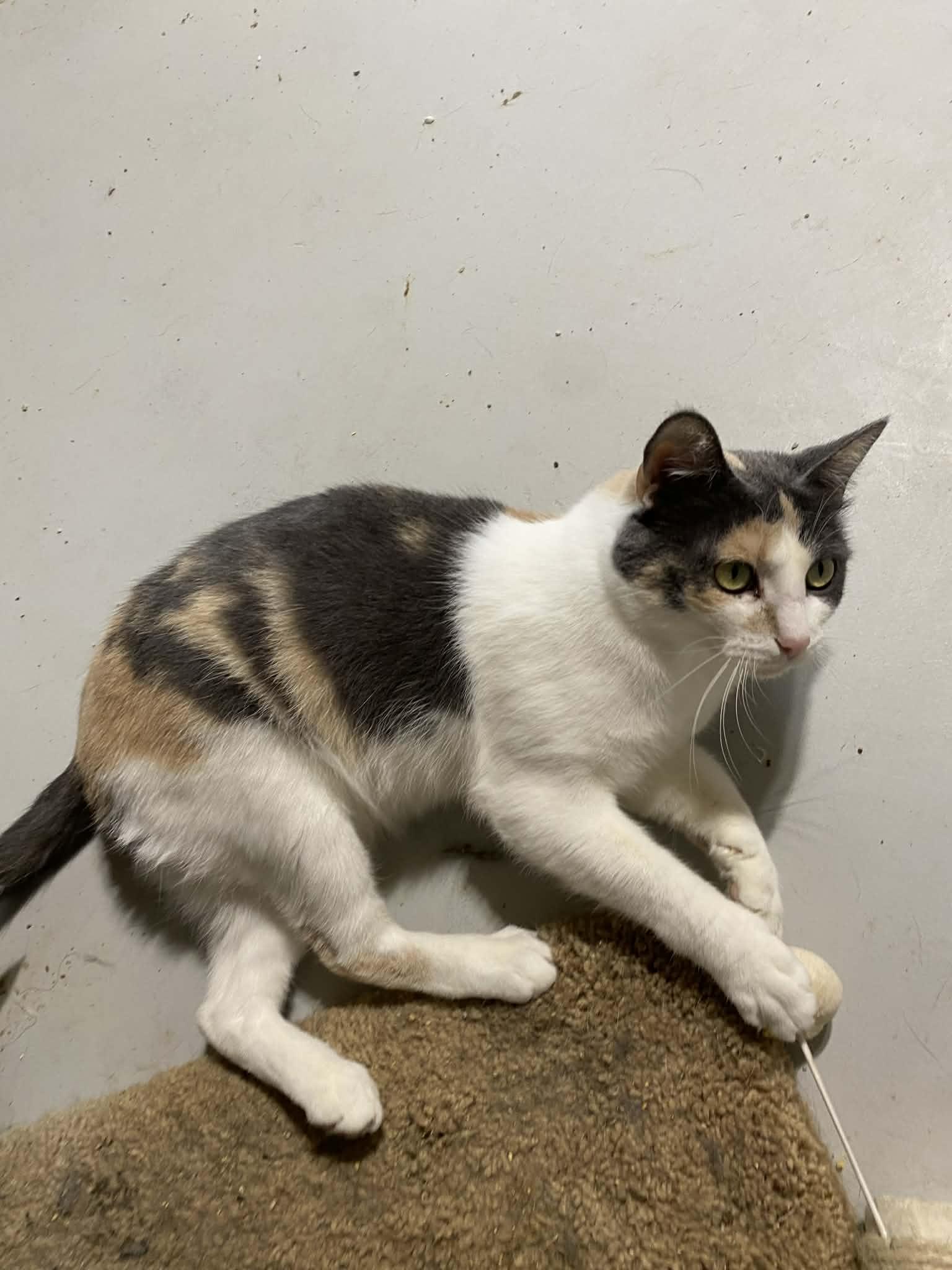 Enlarge Charlotte , a ADOPTABLE Domestic Short Hair in Barrington Hills, IL image 4/4