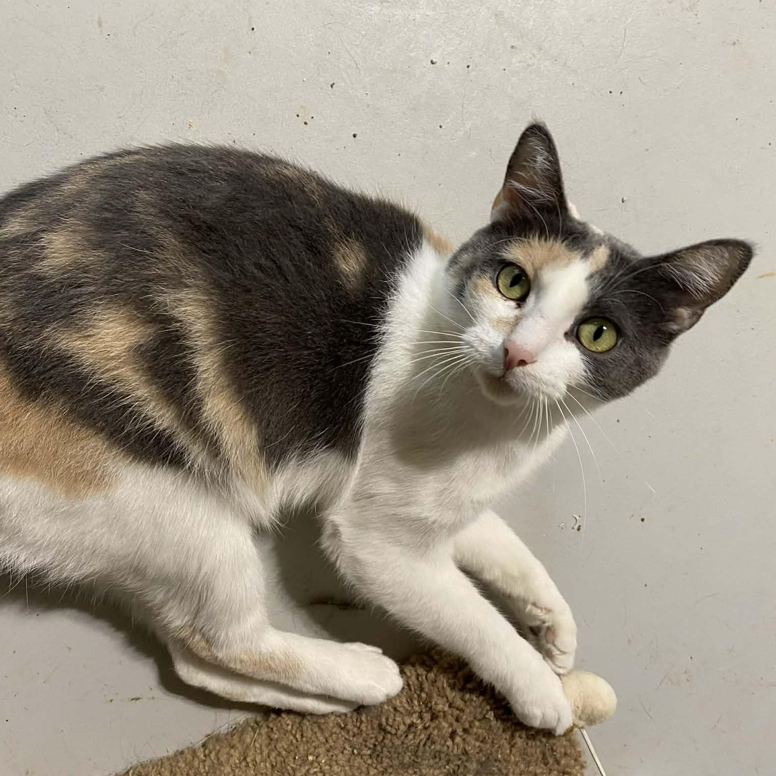 Charlotte , ADOPTABLE, Young Female Domestic Short Hair.