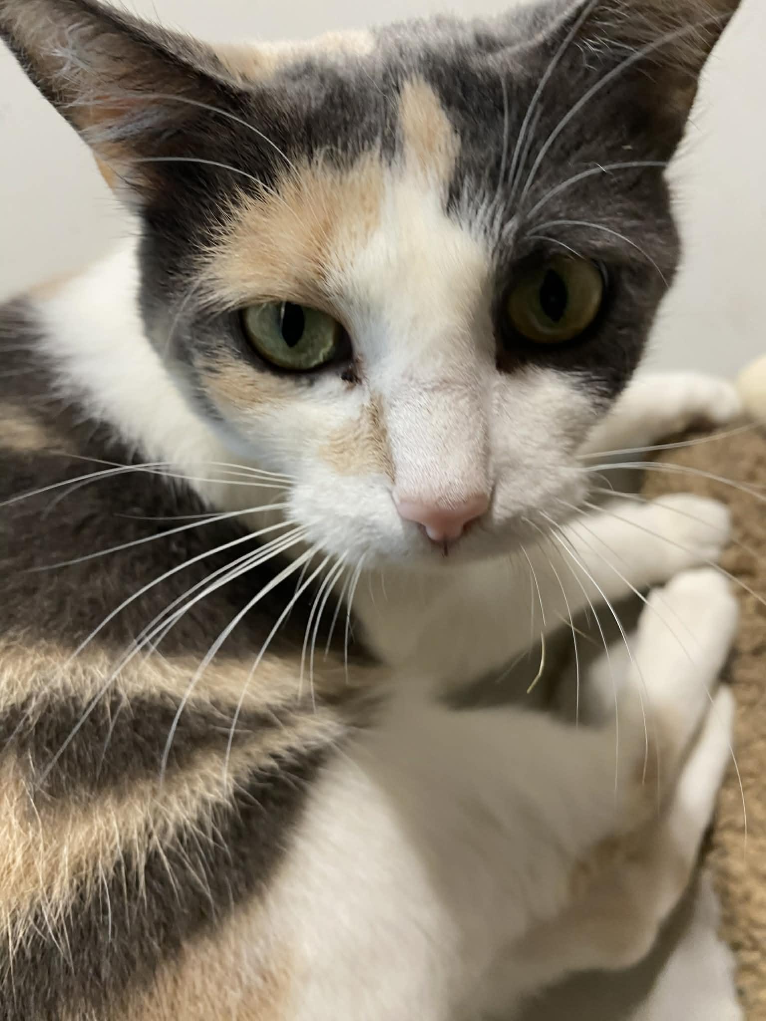 Enlarge Charlotte , a ADOPTABLE Domestic Short Hair in Barrington Hills, IL image 2/4