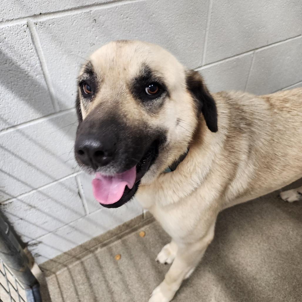Layla, Adoptable, Adult Female Anatolian Shepherd.