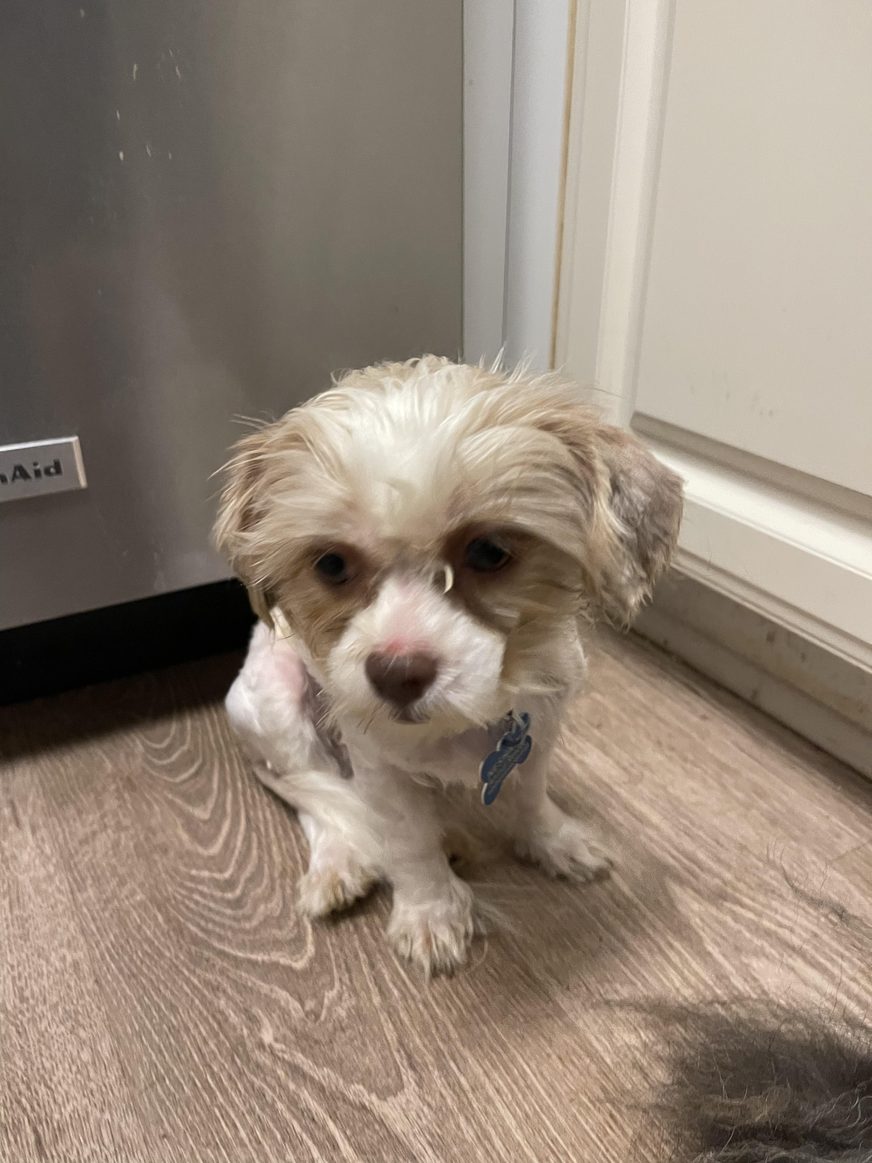 Lilly Anne, a Adopted mixed breed in Raleigh, NC image 1/4