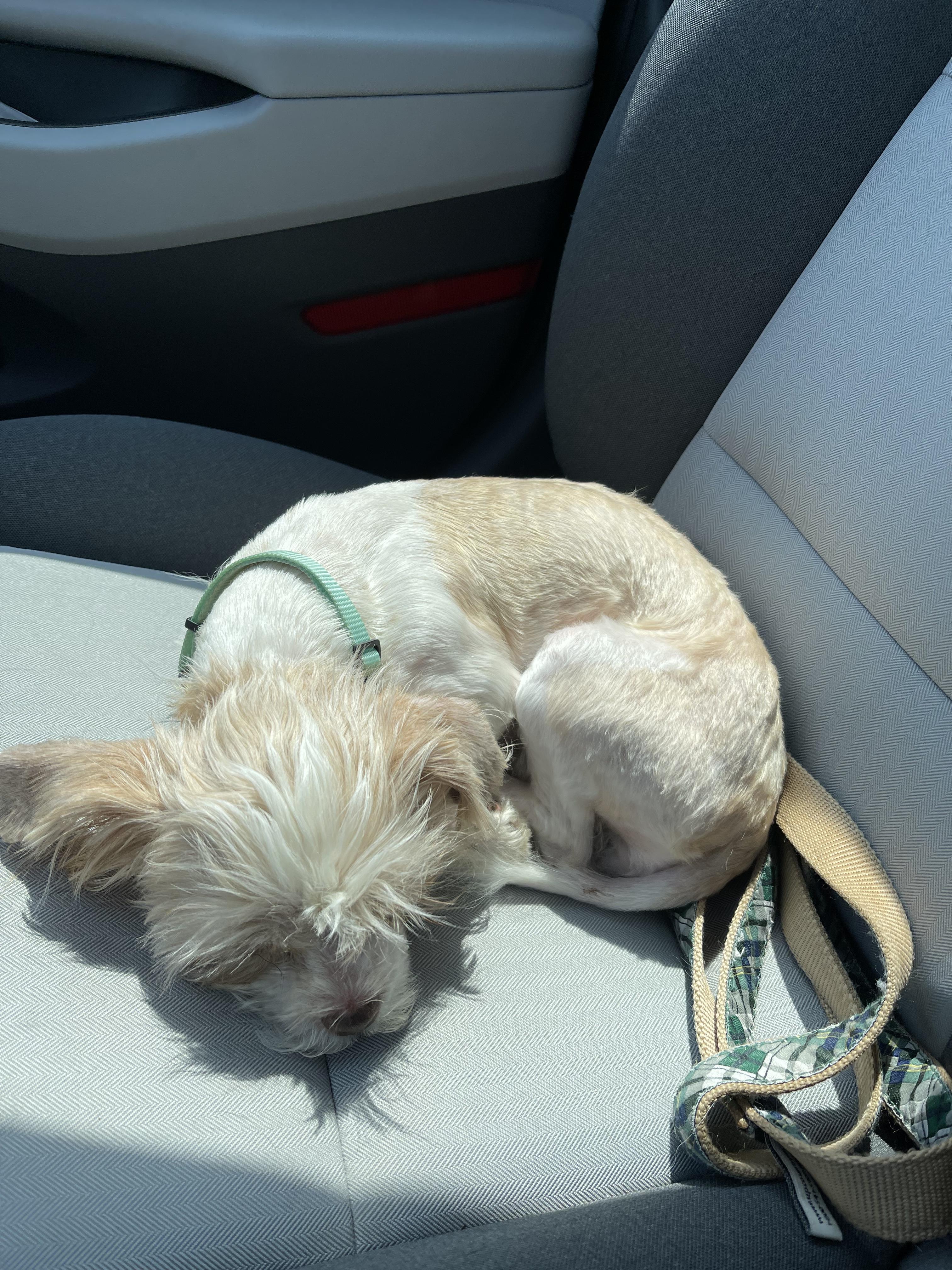 Lilly Anne, a Adopted mixed breed in Raleigh, NC image 2/4