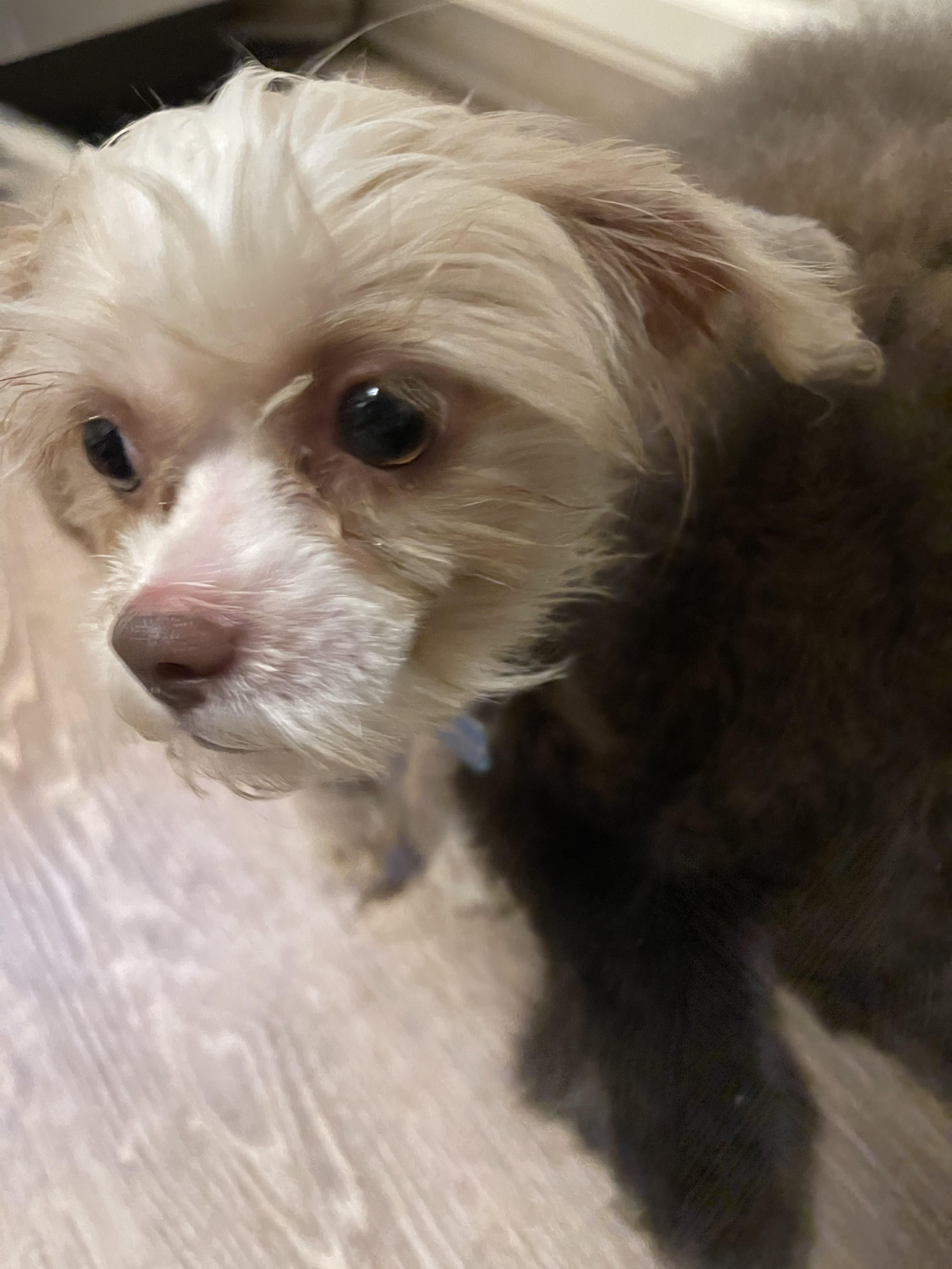 Lilly Anne, a Adopted mixed breed in Raleigh, NC image 3/4