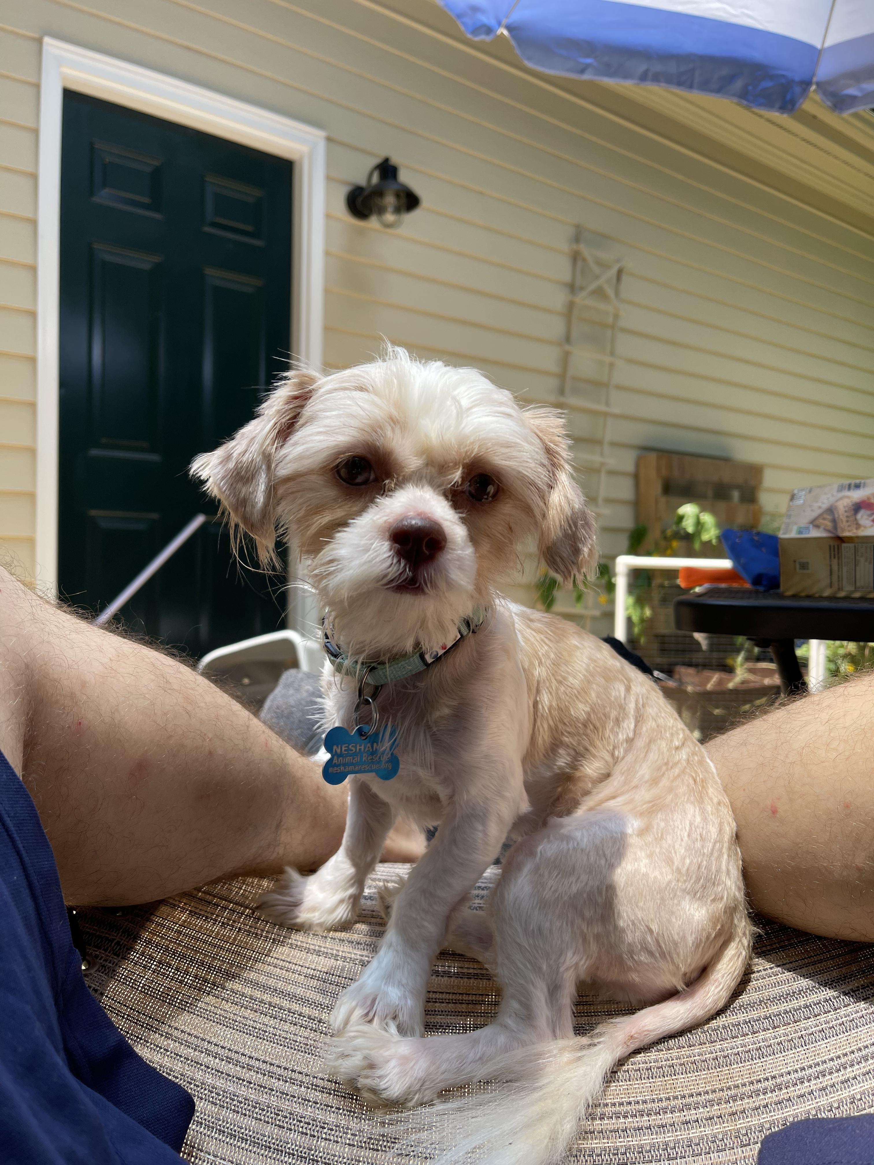 Lilly Anne, a Adopted mixed breed in Raleigh, NC image 4/4