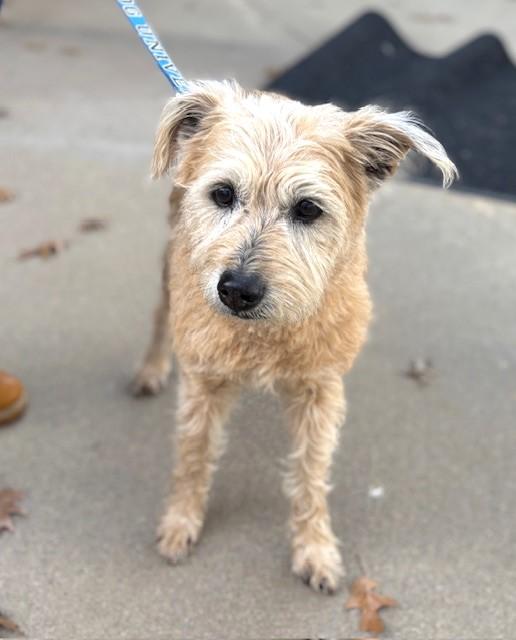 Enlarge 4PAWS Goldie, a ADOPTABLE mixed breed in Benbrook, TX image 3/4