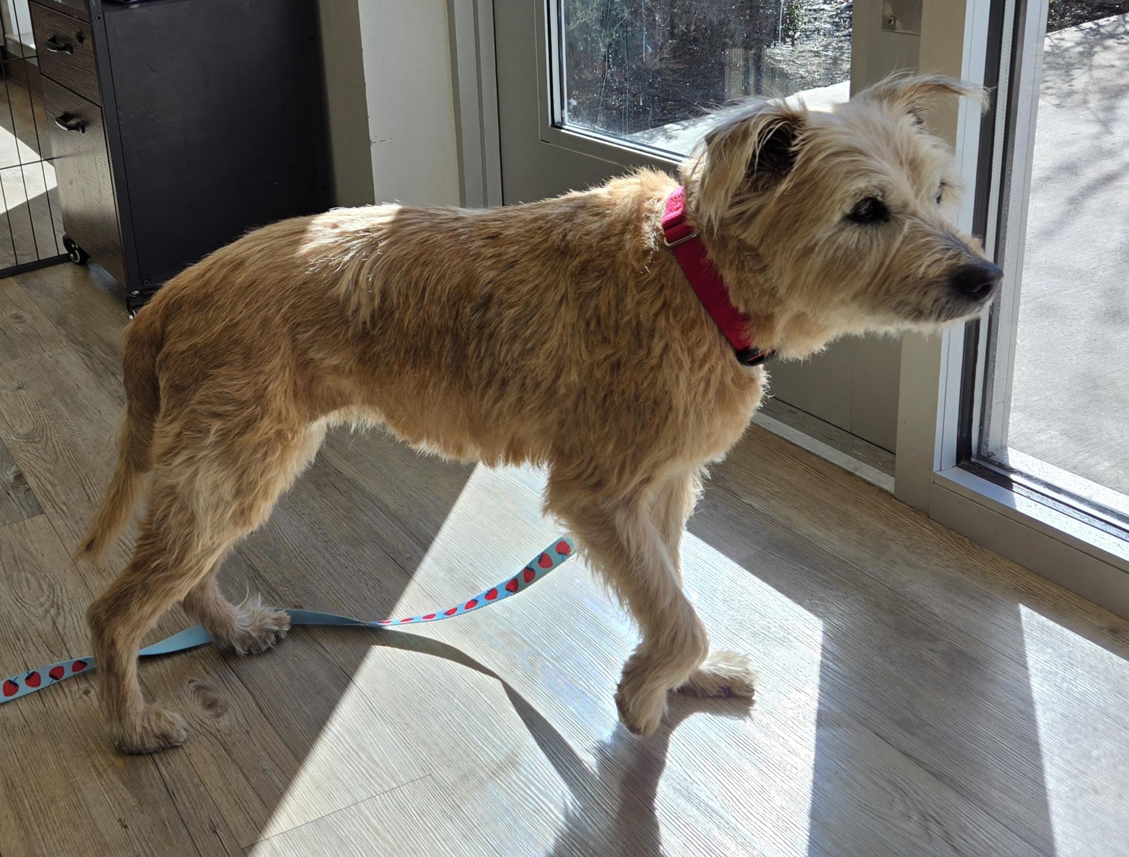 Enlarge 4PAWS Goldie, a ADOPTABLE mixed breed in Benbrook, TX image 4/4