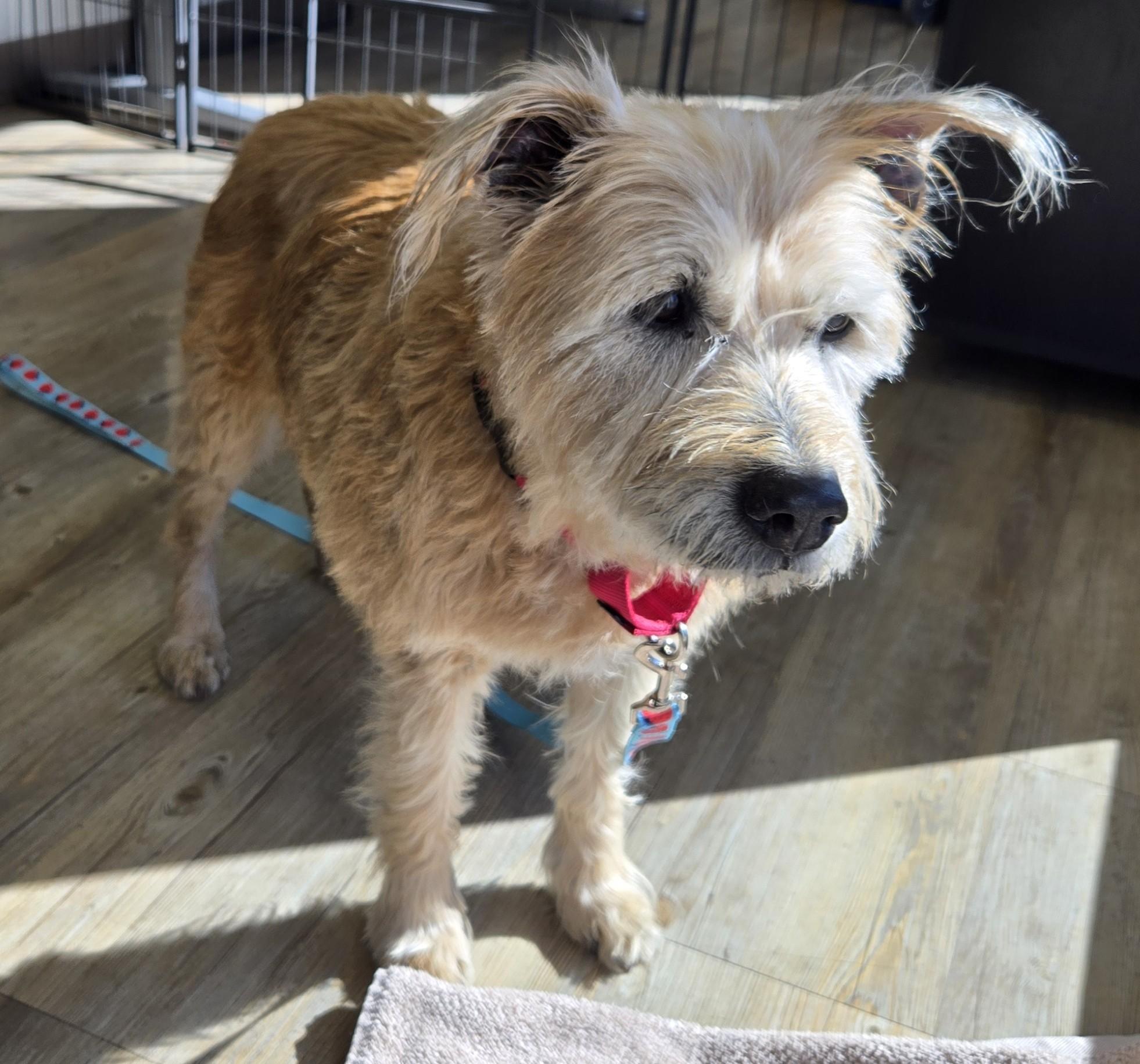 Enlarge 4PAWS Goldie, a ADOPTABLE mixed breed in Benbrook, TX image 1/4