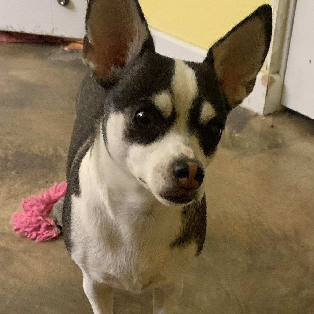 Jocelyn, Adoptable, Adult Female Chihuahua.