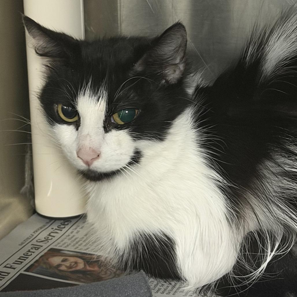 Tofu, Adoptable, Adult Female Domestic Long Hair.