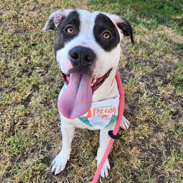 SNUGGLES, Adoptable, Young Male Pit Bull Terrier.