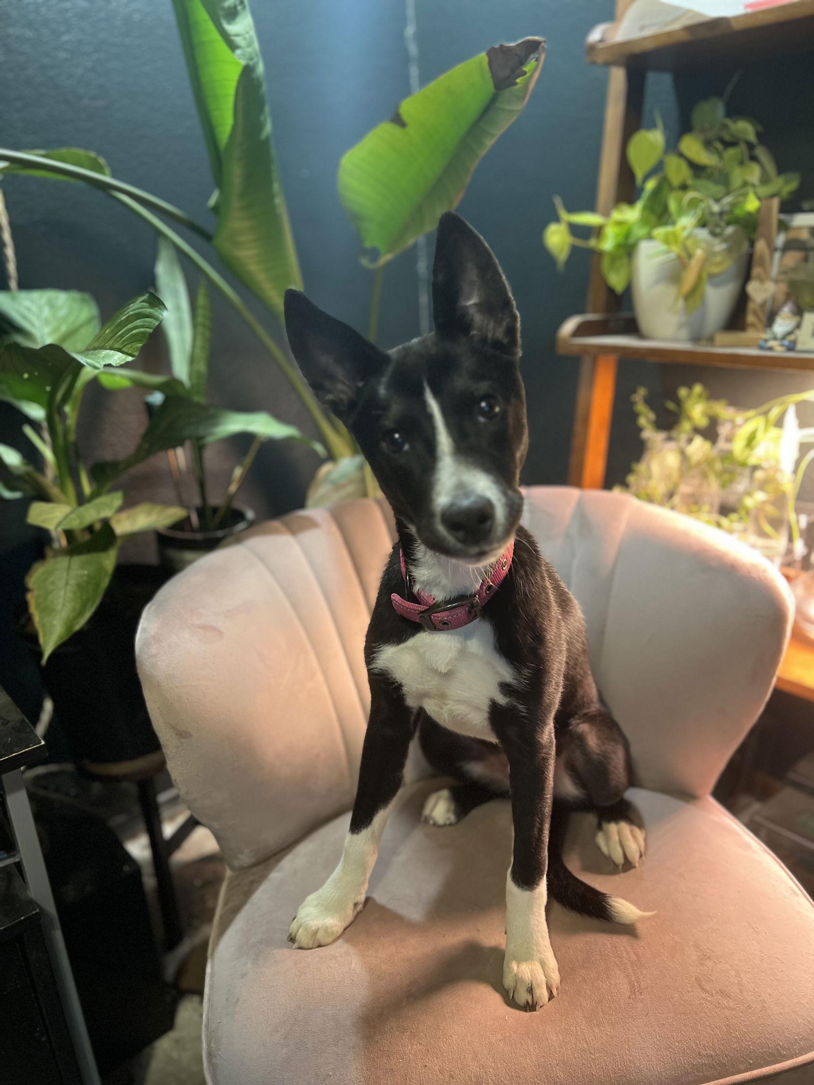 Enlarge Sylphrena & Jack, a Adoptable mixed breed in Bangs, TX image 1/3