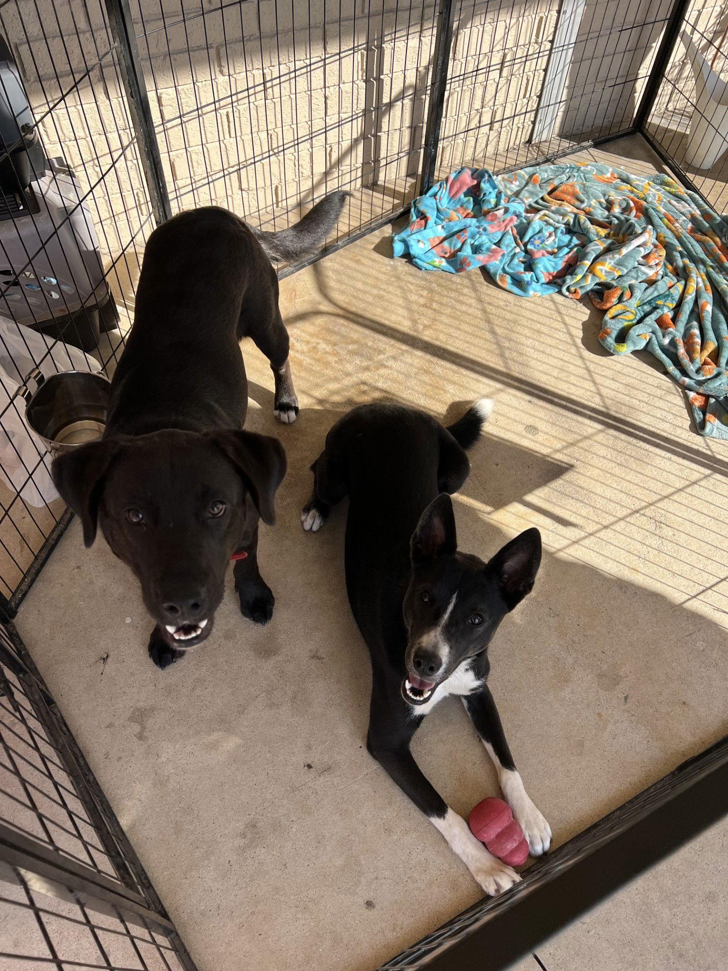 Enlarge Sylphrena & Jack, a Adoptable mixed breed in Bangs, TX image 2/3