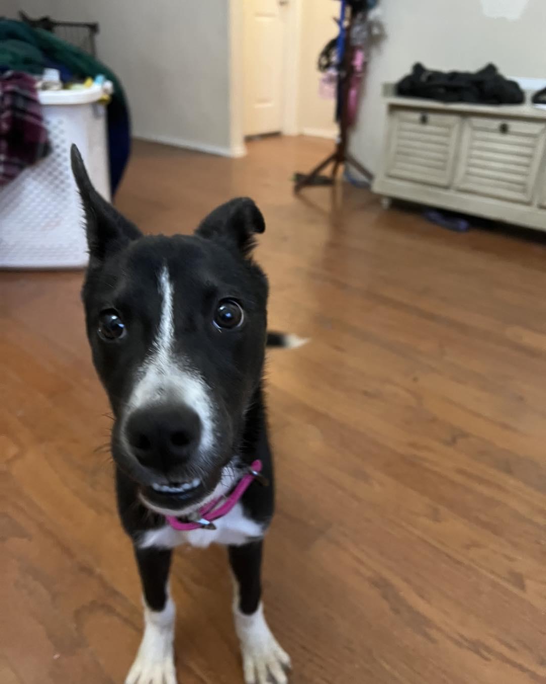 Enlarge Sylphrena, a Adoptable mixed breed in Bangs, TX image 2/3