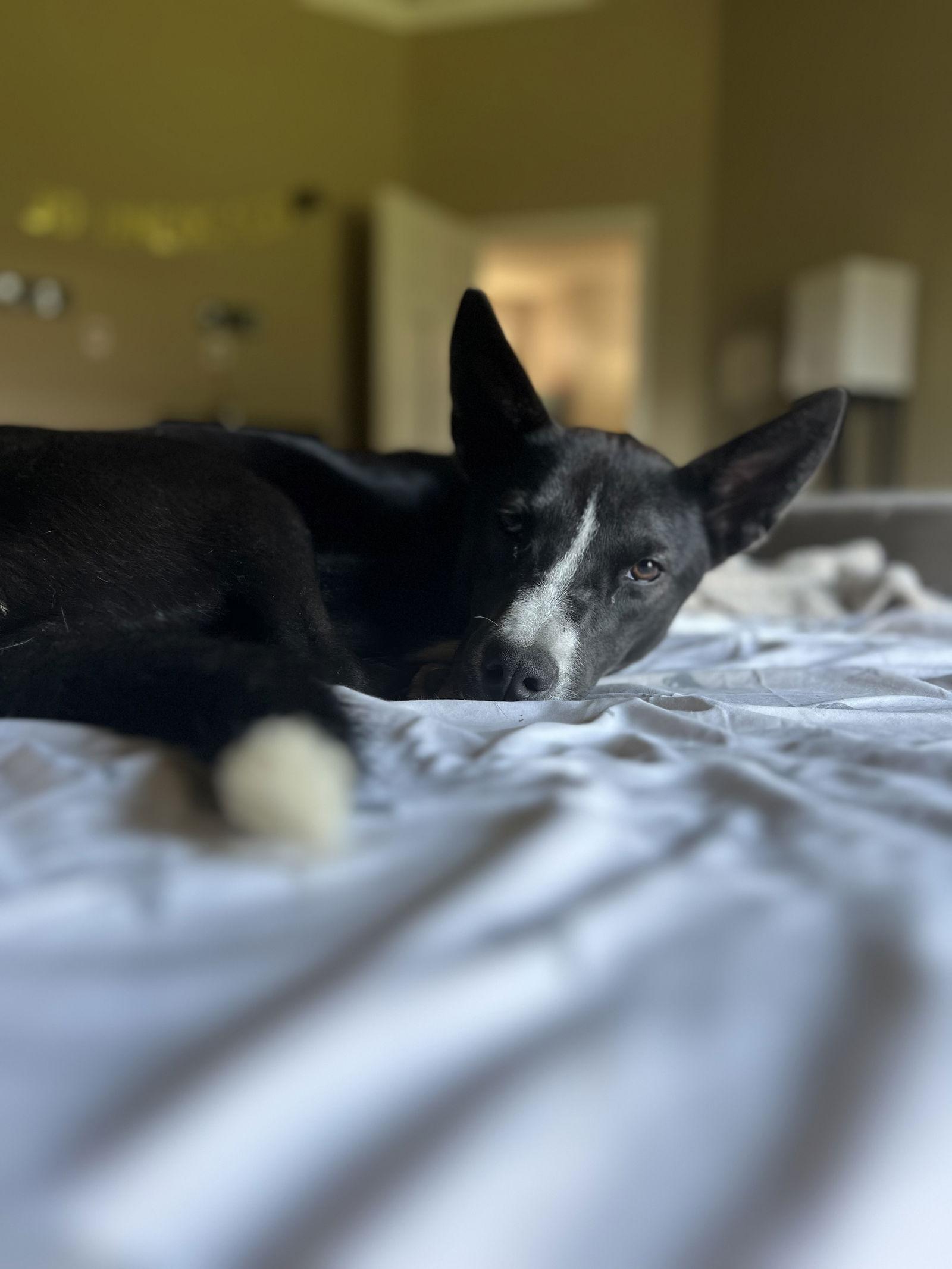 Enlarge Sylphrena & Jack, a Adoptable mixed breed in Bangs, TX image 3/3