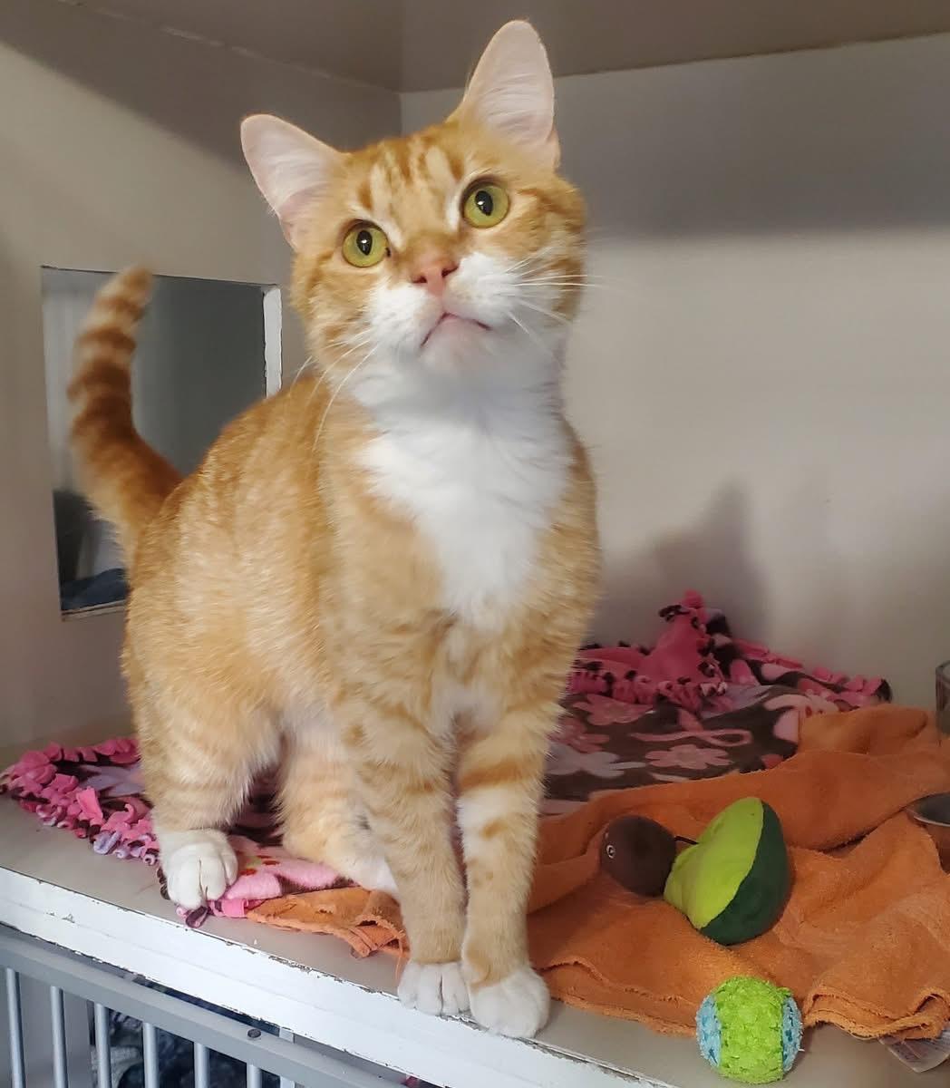 Boomer, ADOPTABLE, Adult Male Domestic Long Hair.